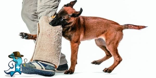 ¿Me Cubre el Seguro de Salud en Caso de Mordeduras de Animales en España?