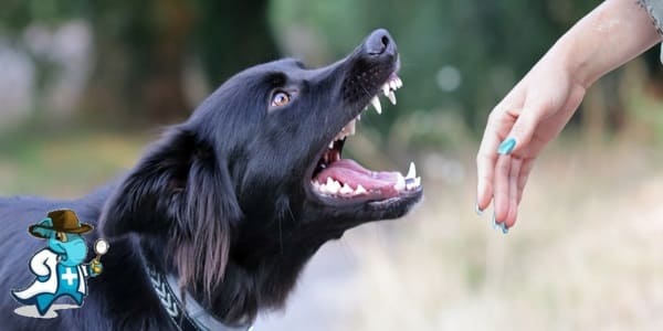 ¿Qué Periodo de Carencia Tiene un Seguro de Salud que Cubra las Mordeduras de Animales en España?