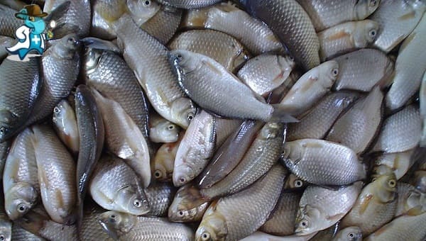 Aumenta el Precio del Seguro de Salud Para una Persona con una Alergia al Pescado en España