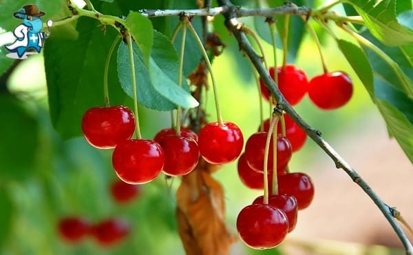 Cubre el Seguro de Salud la Alergia a las Cerezas en España