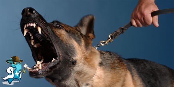 ¿Me Cubre el Seguro de Salud en Caso de Sufrir un Ataque Animal en España?