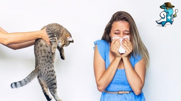 Aumenta el Precio del Seguro de Salud Para una Persona con una Alergia a los Gatos en España