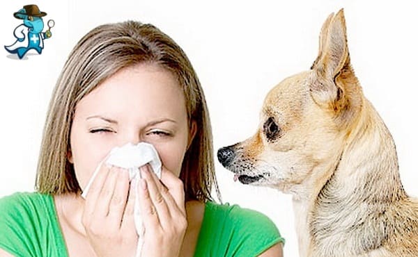 Aumenta el Precio del Seguro de Salud Para una Persona con una Alergia a los Perros en España