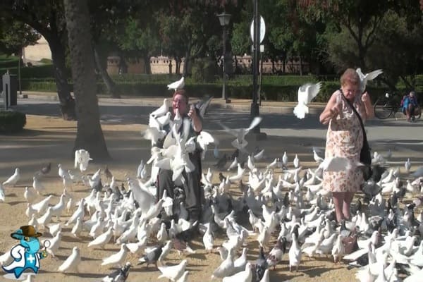 ¿Cubre el Seguro de Salud la Alergia a las Palomas en España?